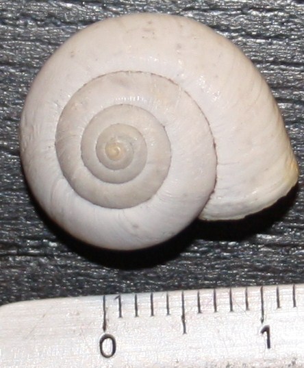 Monacha da identificare